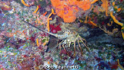 This lobster was 20+ pounds by Bob Jeannetti 